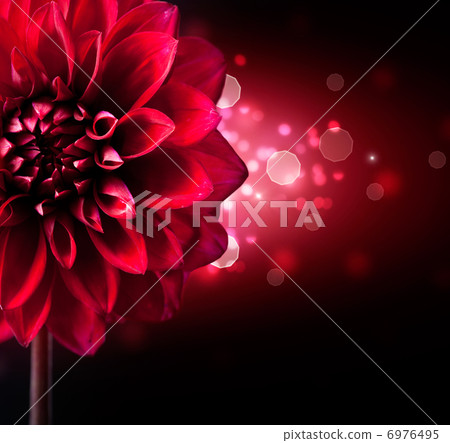 Dahlia Flower Design over Black Background Dahlia Flower Design over Black Background 6976495