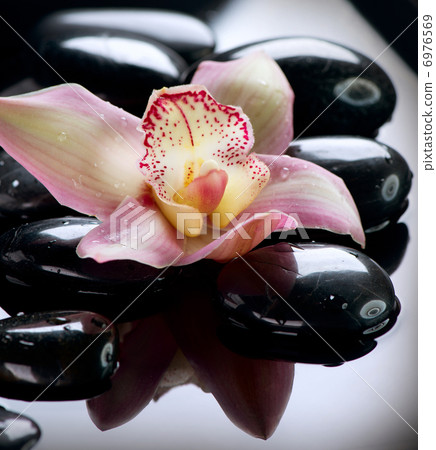 Spa Stones and Orchid Flower over Dark Background Spa Stones and Orchid Flower over Dark Background 6976569