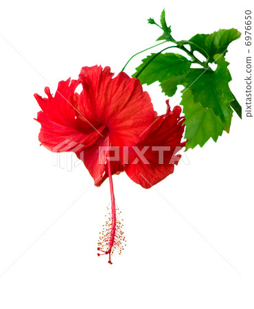 Hibiscus Flower 6976650