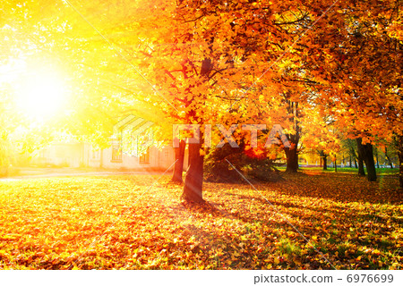Fall. Autumnal Park. Autumn Trees and Leaves Fall. Autumnal Park. Autumn Trees and Leaves 6976699