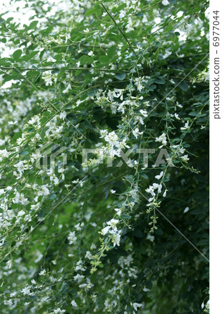 這是Shiragi Autumn的Nanashi。 這是Shiragi Autumn的Nanashi。 6977044