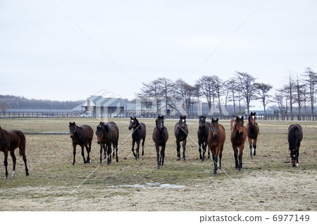 北海道的馬 6977149