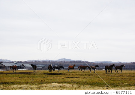 北海道的馬 6977151