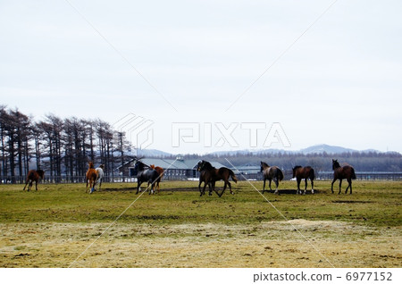 北海道的馬 6977152