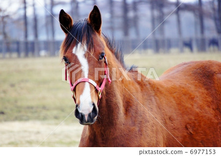 北海道的馬 6977153