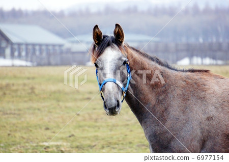 北海道的馬 6977154