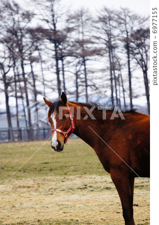 北海道的馬 6977155