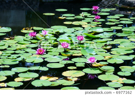 Because the water lotes repeat opening and closing for several days "sleep" "lotus" 6977162
