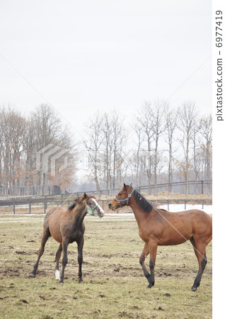北海道的馬 6977419