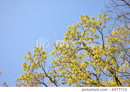 Tail-shaped flower-blooming tree 6977710