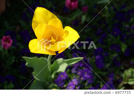 黃色鬱金香 黃色鬱金香 6977735