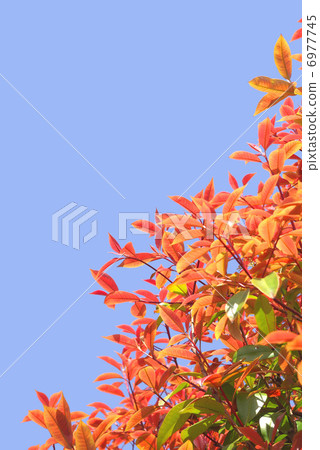 紅色羅賓和藍天 紅色羅賓和藍天 6977745