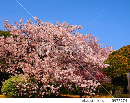 藍天和盛開的櫻花 6977774