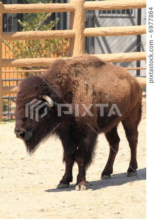 美洲野牛 6977864