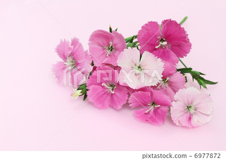 A flower bouquet with a pink background 6977872