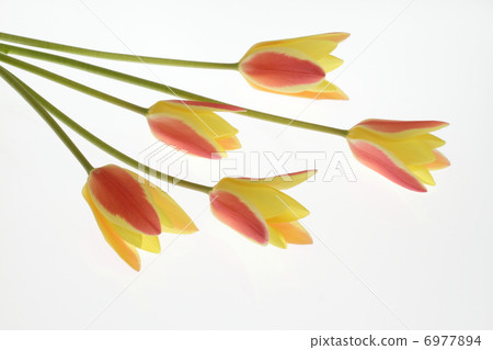 可愛的小郁金香花束 6977894