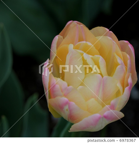 Eight tulips Eight tulips 6978367