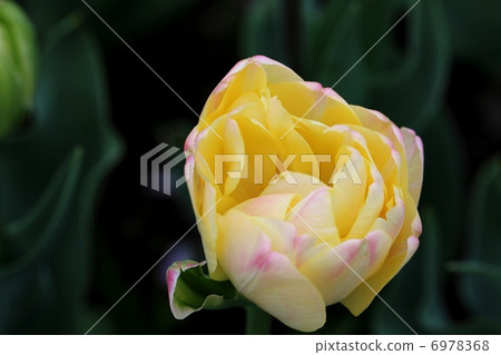 Eight tulips Eight tulips 6978368