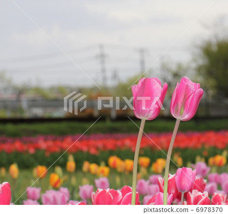 Tulip Tulip 6978370