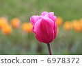 Pink tulip 6978372