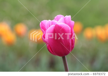 Pink tulip Pink tulip 6978372