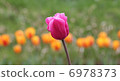 Pink tulip 6978373