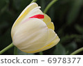 White tulip 6978377