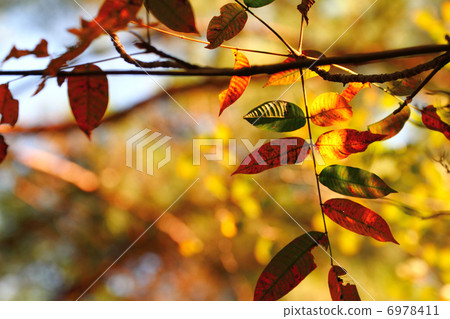 Autumn leaves 6978411