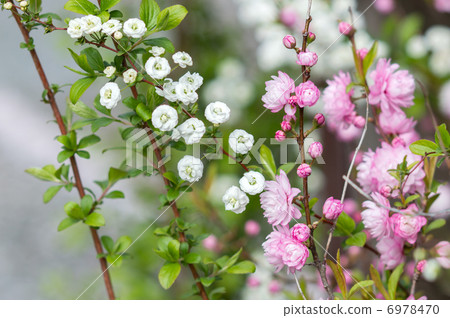 花園櫻桃樹 花園櫻桃樹 6978470