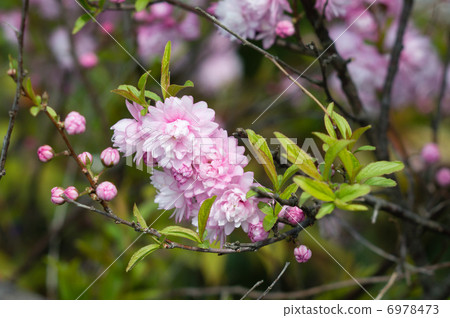 花園櫻桃樹 花園櫻桃樹 6978473