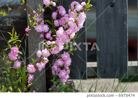 花園櫻桃樹 花園櫻桃樹 6978474