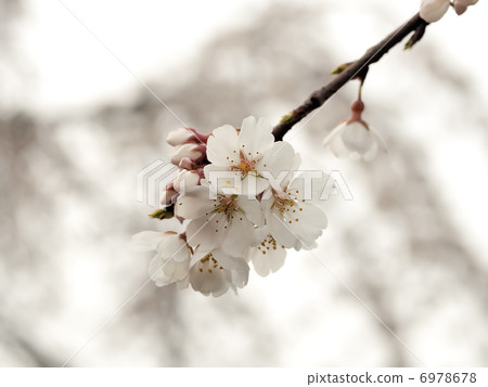 Cherry Blossom	 6978678