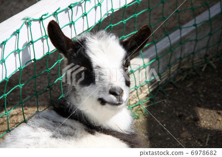 山羊 6978682