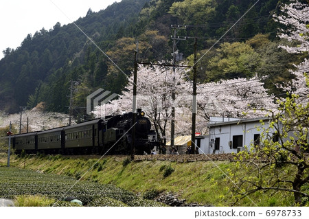 SL and cherry blossoms 6978733
