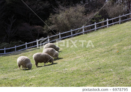 Sheep of Rokko Mountain Ranch Sheep of Rokko Mountain Ranch 6978795