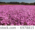 Moss phlox  6978815