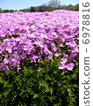 Moss phlox  6978816