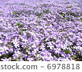 Moss phlox  6978818