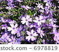 Moss phlox  6978819