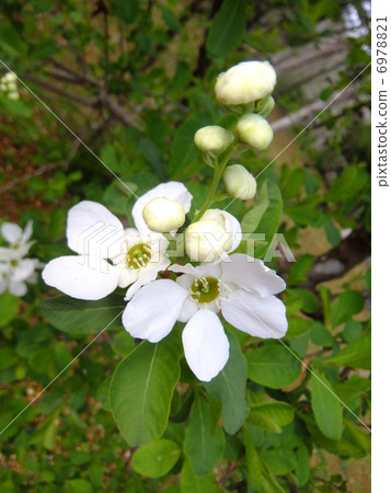 Rikyu Bai Rikyu Bai 6978821