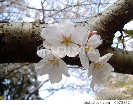 櫻花 櫻花 6978822