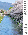 Kyoto hydrophobic cherry tree 6978886