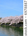 Kyoto hydrophobic cherry tree 6978887
