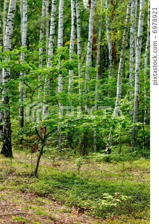 green forest in the spring 6978921