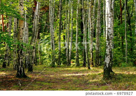 green forest in the spring 6978927