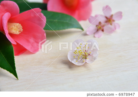 Spring flower  6978947