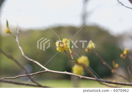 亞伯拉罕石油瀝青Lindera praecox 6978962