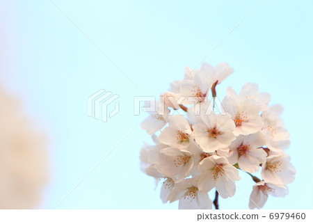 Cherry Blossoms	 6979460