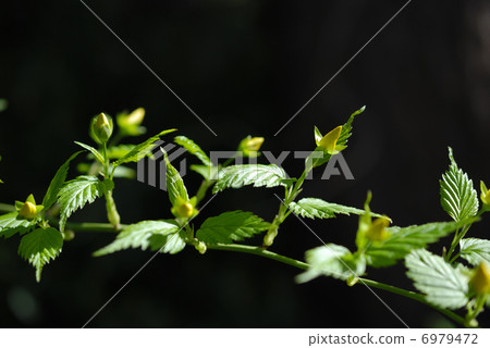 Yamaboki的芽變黃了 6979472