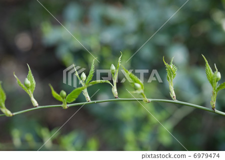 在春天醒來和跳舞的Yamaboki豆芽 6979474